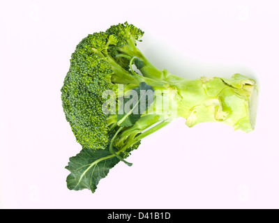 Frischer Brokkoli, Brassica Oleracea var. Italica, isoliert auf weißem Hintergrund Stockfoto