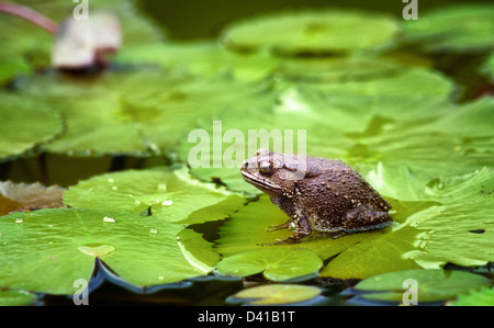 tolles Bild eines Bull Frosch oder Kröte auf einem lilypad Stockfoto