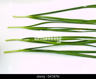 Knoblauch-Schnittlauch isoliert auf weißem Hintergrund Stockfoto