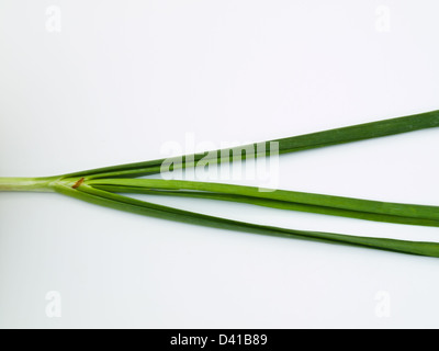 Knoblauch-Schnittlauch isoliert auf weißem Hintergrund Stockfoto