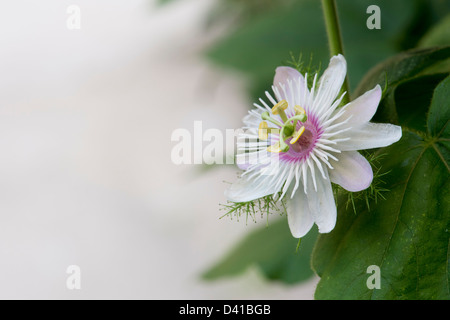 Passiflora Foetida. Stinkende Passionsblume in Indien Stockfoto