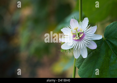 Passiflora Foetida. Stinkende Passionsblume in Indien Stockfoto