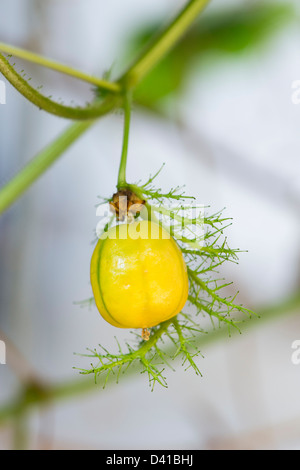 Passiflora Foetida. Stinkende passionflower Früchte/Samen Gehäuse in Indien Stockfoto