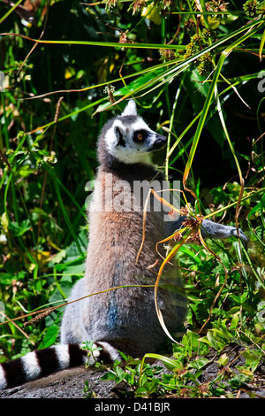 Katta Lemur Catta, im Auckland Zoo, Auckland, Nordinsel, Neuseeland. Stockfoto