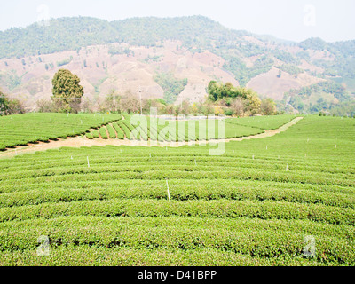 Tee-Plantage auf Mae Salong Hügel, Chiang Rai, Thailand Stockfoto