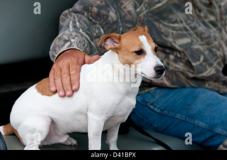 Jack Russell Terrier ein mans besten Freund sitzt neben einem Mann in einer Camo Jacke. Stockfoto