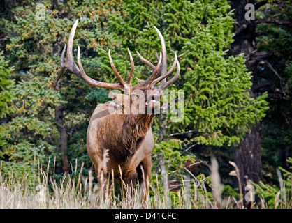 Männliche Stier Elch mit der Aufforderung, Jasper Nationalpark, Alberta, Kanada. Stockfoto