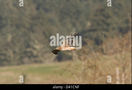 Northern Harrier (Circus Cyaneus) während des Fluges im Winter, Nord-Kalifornien, USA Stockfoto