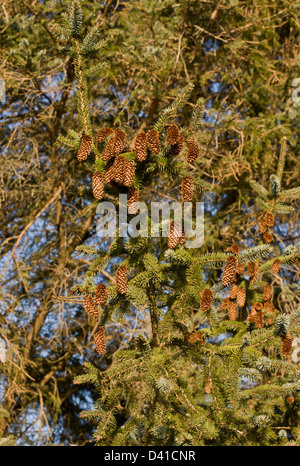 Sitka-Fichte, Picea Sitchensis mit reifen Zapfen Stockfoto