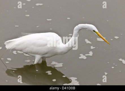 Silberreiher (Ardea Alba) Fütterung in Wasser, Nahaufnahme Stockfoto