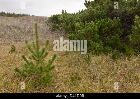 Ufer-Kiefer, Pinus Contorta Subspecies Contorta, bilden in den Schatten gestellt einheimischen Wäldern an Sanddünen in der Nähe von Arcata, California Nord. Stockfoto