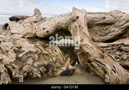 Gespült, riesige Treibholz, Coast Redwood Stamm, am pazifischen Sandstrand in Arcata, Kalifornien, USA Stockfoto