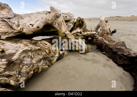 Gespült, riesige Treibholz, Coast Redwood Stamm, am pazifischen Sandstrand in Arcata, Kalifornien, USA Stockfoto