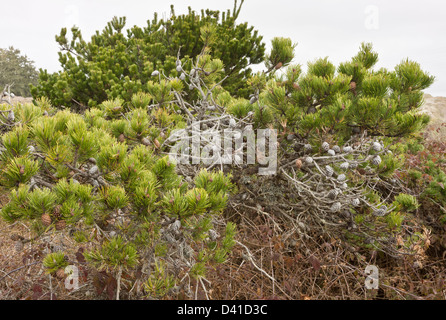 Ufer Kiefer (Pinus Contorta) bilden in den Schatten gestellt einheimischen Wäldern an Sanddünen in der Nähe von Arcata, Nord-Kalifornien, USA Stockfoto