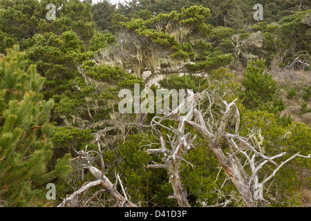 Ufer Kiefer (Pinus Contorta) bilden in den Schatten gestellt einheimischen Wäldern an Sanddünen in der Nähe von Arcata, Nord-Kalifornien, USA Stockfoto