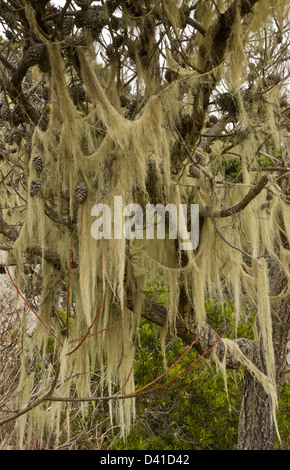 Bart Flechten (Usnea) Festoonings Ufer-Kiefer (Pinus Contorta) in Schatten gestellt einheimischen Wäldern an Sanddünen, Kalifornien, USA Stockfoto