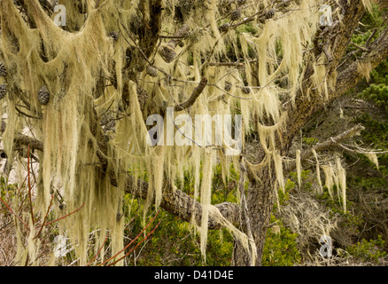 Bart Flechten (Usnea) Festoonings Ufer-Kiefer (Pinus Contorta) in Schatten gestellt einheimischen Wäldern an Sanddünen, Kalifornien, USA Stockfoto