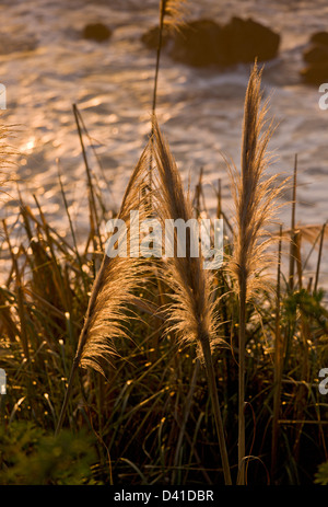 Blütenstände von Pampasgras (Cortaderia Selloana) an der kalifornischen Küste, USA Stockfoto