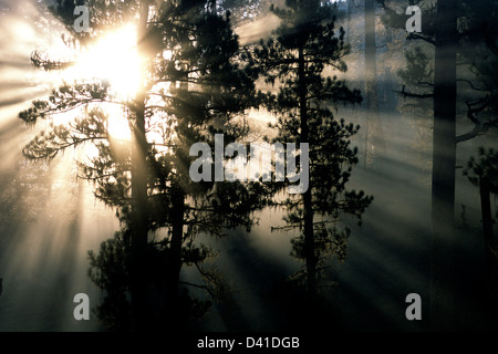 Sunrise durch Nebel in gelb-Kiefernwald gegenüber Indian Creek auf den Middle Fork des Salmon River, Idaho Stockfoto