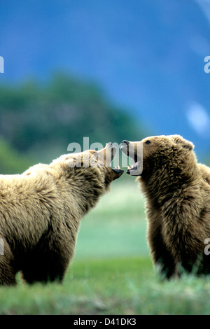 Braune Bären playfighting Stockfoto
