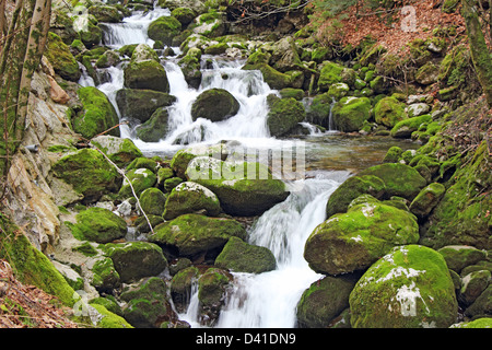 Bach im Wald, Wasserfälle und Steinen in grünem Moos bedeckt Stockfoto