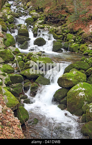 Bach im Wald, Wasserfälle und Steinen in grünem Moos bedeckt Stockfoto