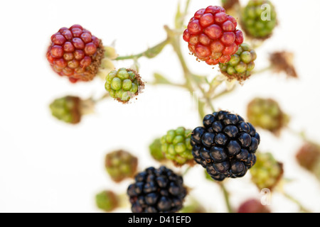 Reife Brombeeren von Rubus Fruticosus 'Theodor Reimers'. Stockfoto