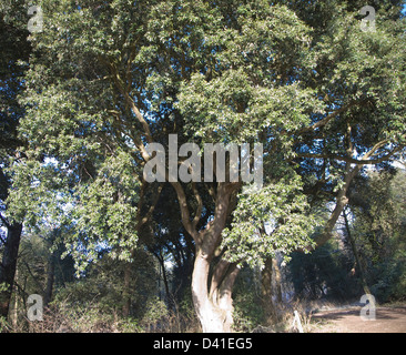 Immergrüne Steineiche oder Holly Eiche Baum, Quercus Ilex, im Wintersonne, Suffolk, England Stockfoto