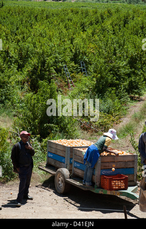 Pfirsich weibliche Landarbeiter Ernte Pfirsiche in der Nähe von Montagu Western Cape Südafrika Sortierung Prozess beobachtet von Vorarbeiter Stockfoto