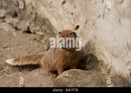 Gelbe Mungo Wache (Gefangenschaft) Stockfoto