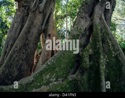 Ficus benghalensis, the Indian Banyan tree in Spouth Florida Stockfoto