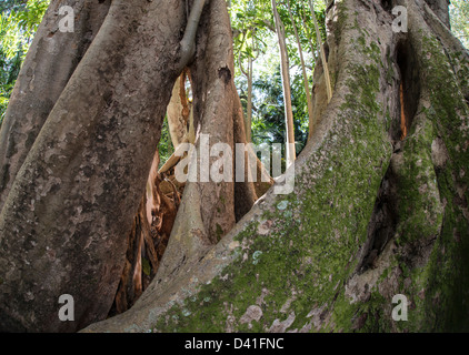 Ficus benghalensis, the Indian Banyan tree in Spouth Florida Stockfoto