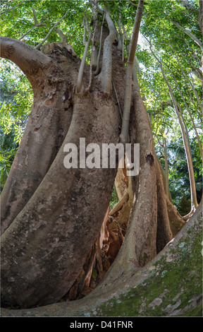 Ficus benghalensis, the Indian Banyan tree in South Florida Stockfoto