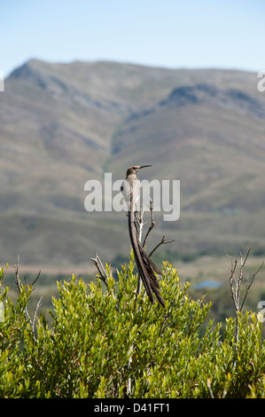 Cape Sugar Bird Promerops Cafer Südafrika Stockfoto