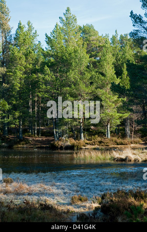 Loch Morlich Auslauf in Fluss Luineag Stockfoto