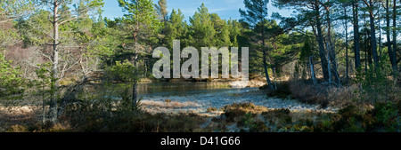 Loch Morlich Auslauf in Fluss Luineag Panorama Stockfoto