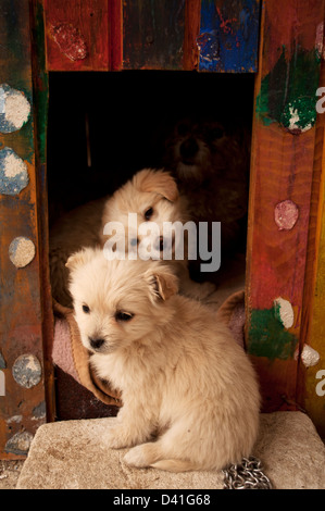 Hundefamilie Stockfoto