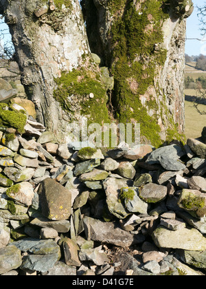 Nahaufnahme von Baumstamm zu nah an Trockenmauern Wand zeigt gebrochen und getrommelt Steinen Stockfoto