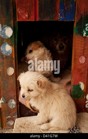 Hundefamilie Stockfoto