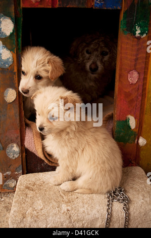 Hundefamilie Stockfoto