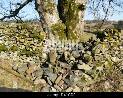 Nahaufnahme von Baumstamm zu nah an Trockenmauern Wand zeigt gebrochen und getrommelt Steinen Stockfoto