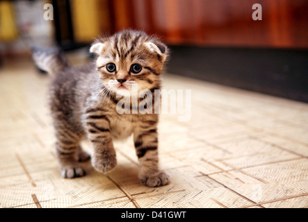 Gestreifte Scottish Fold Kätzchen im Spiel Stockfoto