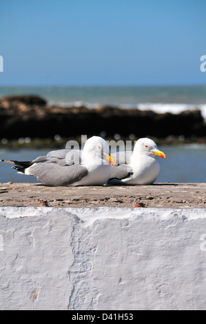 Zwei Möwen, die auf der Ufermauer an der Atlantikküste in Eassaouira, Marokko, sitzen Stockfoto