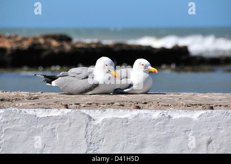 Ein Paar Möwen, die auf einer Meereswand an der Atlantikküste von Essaouira, Marokko, sitzen Stockfoto