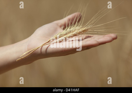 Mannes Hand hält eine Spitze im Feld Hintergrund Stockfoto