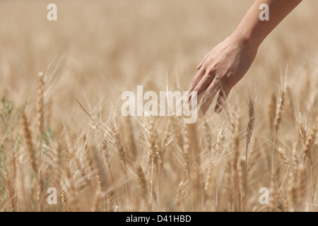 Mannes Hand hält eine Spitze im Feld Hintergrund Stockfoto