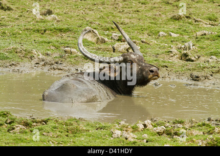 Wilde Büffel in den Sümpfen, Kaziranga Nationalpark, Indien. Stockfoto