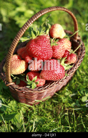 Korb Erdbeeren auf dem Rasen im Sommergarten Stockfoto