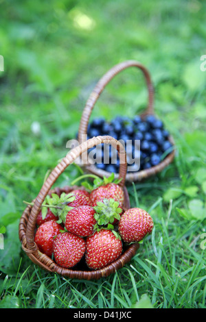 Körbe mit Erdbeeren und Heidelbeeren in dem grünen Rasen Stockfoto