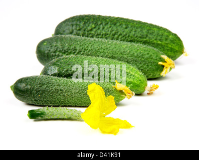 Frische Gurken - von klein bis groß Stockfoto